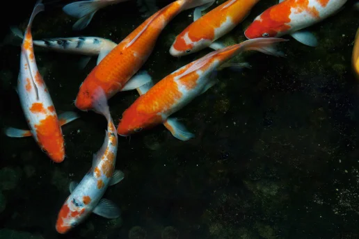Koi Fish