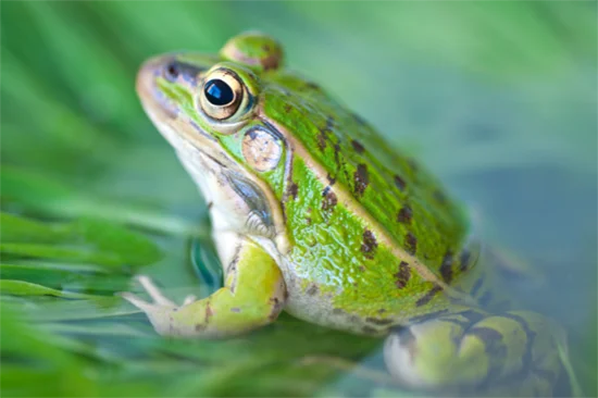 Frog